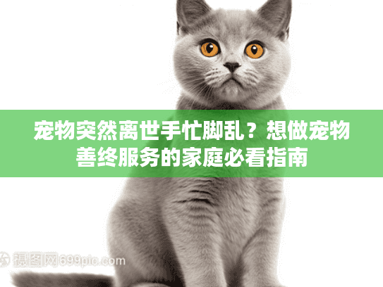 宠物突然离世手忙脚乱？想做宠物善终服务的家庭必看指南