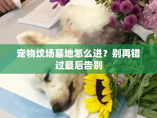 宠物坟场墓地怎么进？别再错过最后告别