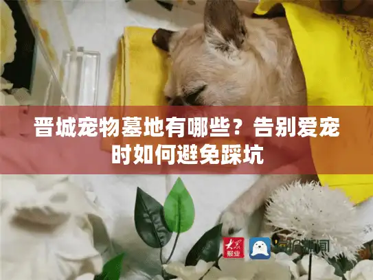 晋城宠物墓地有哪些？告别爱宠时如何避免踩坑