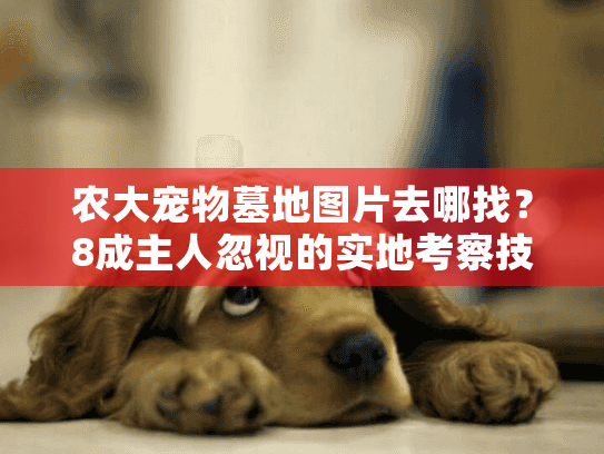 农大宠物墓地图片去哪找?8成主人忽视的实地考察技巧 农大宠物墓地图片去哪找?8成主人忽视的实地考察技巧