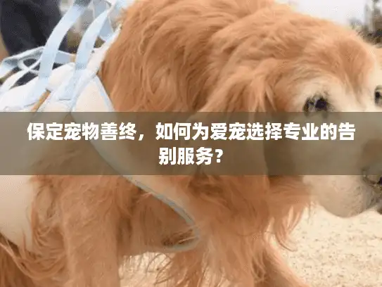 保定宠物善终,如何为爱宠选择专业的告别服务? 保定宠物善终,如何为爱宠选择专业的告别服务?
