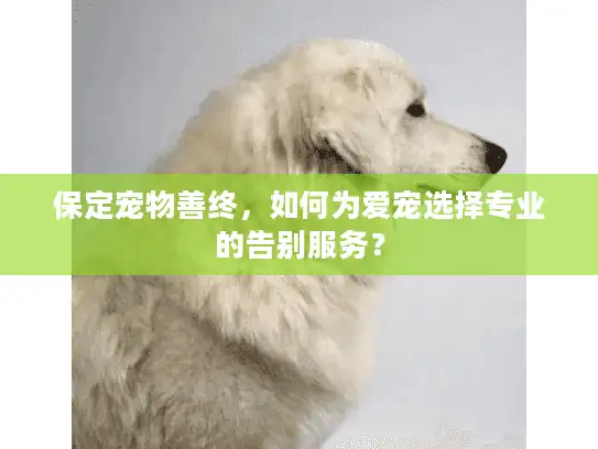 保定宠物善终,如何为爱宠选择专业的告别服务? 保定宠物善终,如何为爱宠选择专业的告别服务?