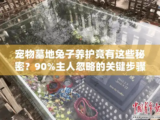 宠物墓地兔子养护竟有这些秘密？90%主人忽略的关键步骤
