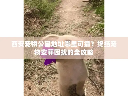 西安宠物公墓地址哪里可靠？终结宠物安葬困扰的全攻略