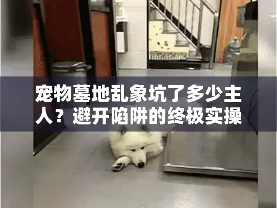 宠物墓地乱象坑了多少主人？避开陷阱的终极实操清单