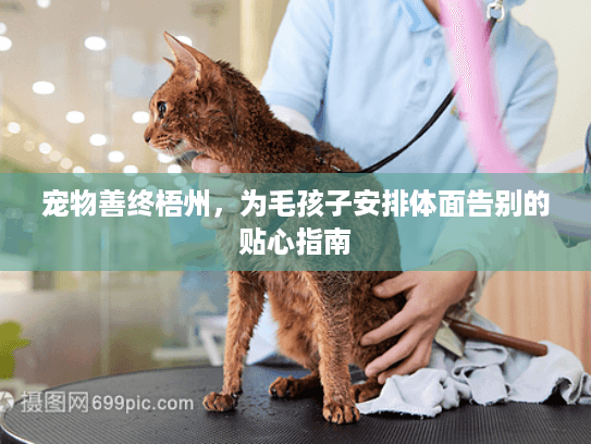 宠物善终梧州，为毛孩子安排体面告别的贴心指南