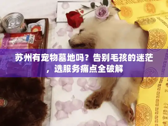 苏州有宠物墓地吗？告别毛孩的迷茫，选服务痛点全破解