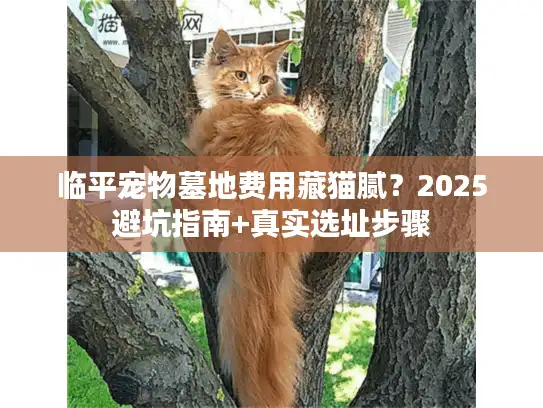 临平宠物墓地费用藏猫腻？2025避坑指南+真实选址步骤