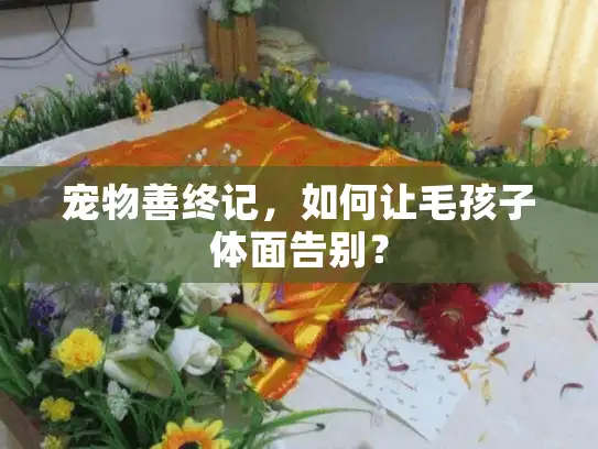 宠物善终记，如何让毛孩子体面告别？