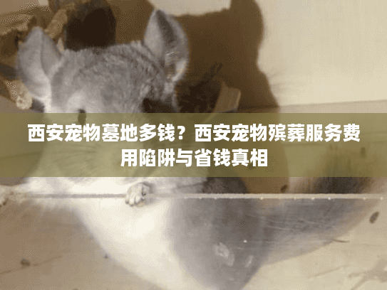 西安宠物墓地多钱?西安宠物殡葬服务费用陷阱与省钱真相 西安宠物墓地多钱?西安宠物殡葬服务费用陷阱与省钱真相