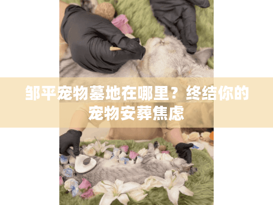 邹平宠物墓地在哪里？终结你的宠物安葬焦虑