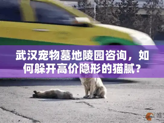 武汉宠物墓地陵园咨询，如何躲开高价隐形的猫腻？