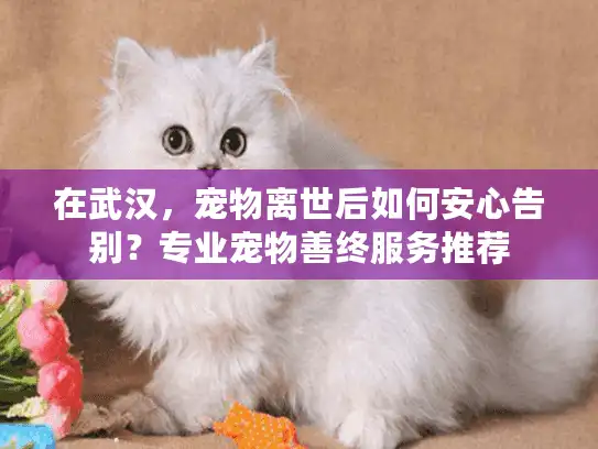 在武汉，宠物离世后如何安心告别？专业宠物善终服务推荐
