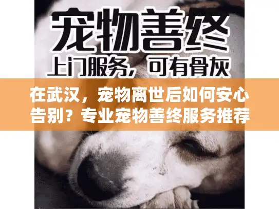 在武汉，宠物离世后如何安心告别？专业宠物善终服务推荐