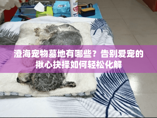 澄海宠物墓地有哪些?告别爱宠的揪心抉择如何轻松化解 澄海宠物墓地有哪些?告别爱宠的揪心抉择如何轻松化解