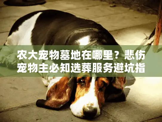 农大宠物墓地在哪里？悲伤宠物主必知选葬服务避坑指南