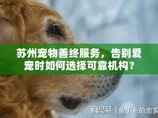 苏州宠物善终服务，告别爱宠时如何选择可靠机构？