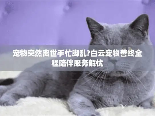 宠物突然离世手忙脚乱?白云宠物善终全程陪伴服务解忧