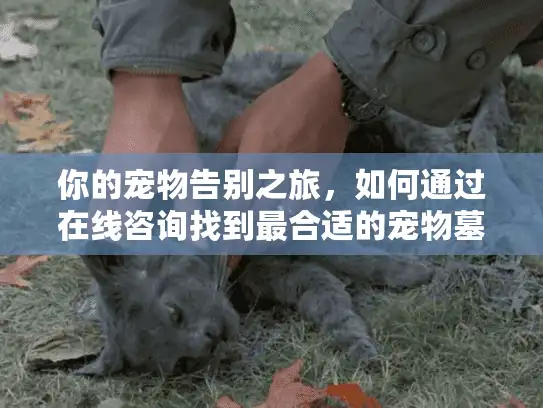 你的宠物告别之旅,如何通过在线咨询找到最合适的宠物墓地? 你的宠物告别之旅,如何通过在线咨询找到最合适的宠物墓地?