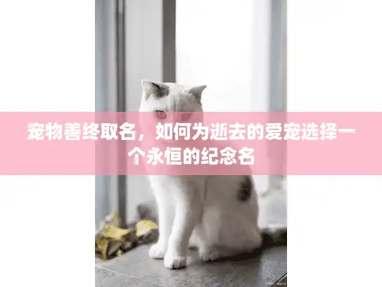 宠物善终取名，如何为逝去的爱宠选择一个永恒的纪念名