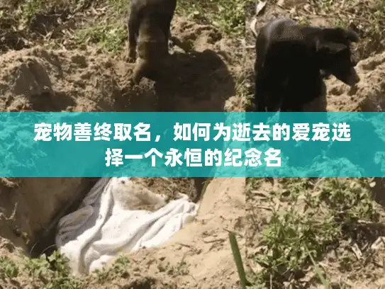 宠物善终取名，如何为逝去的爱宠选择一个永恒的纪念名
