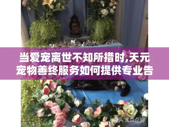 当爱宠离世不知所措时,天元宠物善终服务如何提供专业告别方案