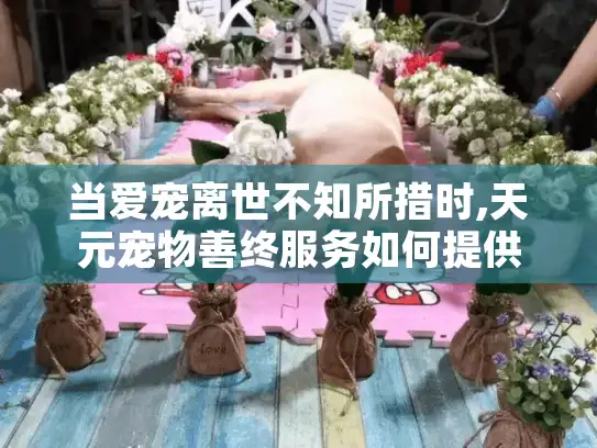 当爱宠离世不知所措时,天元宠物善终服务如何提供专业告别方案