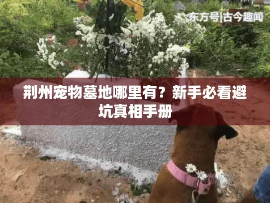 荆州宠物墓地哪里有？新手必看避坑真相手册