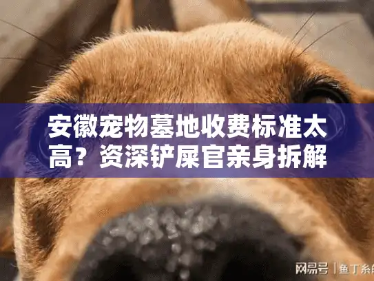安徽宠物墓地收费标准太高?资深铲屎官亲身拆解省钱秘诀 安徽宠物墓地收费标准太高?资深铲屎官亲身拆解省钱秘诀