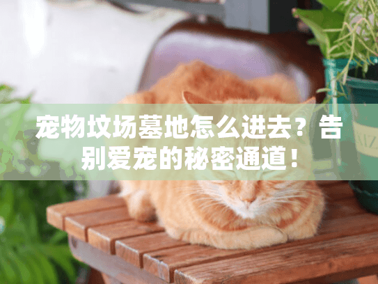 宠物坟场墓地怎么进去？告别爱宠的秘密通道！