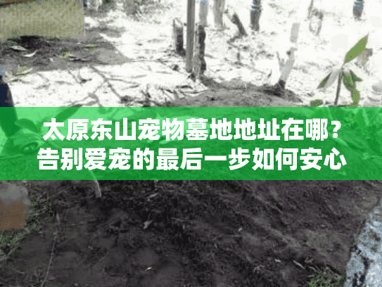 太原东山宠物墓地地址在哪？告别爱宠的最后一步如何安心走