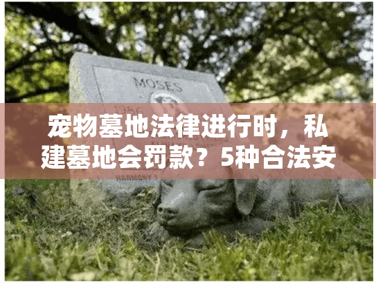 宠物墓地法律进行时，私建墓地会罚款？5种合法安葬方案指南