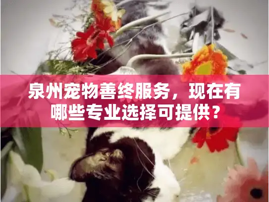 泉州宠物善终服务，现在有哪些专业选择可提供？