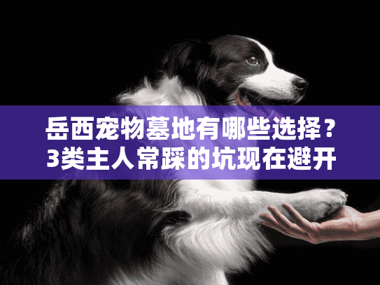 岳西宠物墓地有哪些选择？3类主人常踩的坑现在避开还不晚