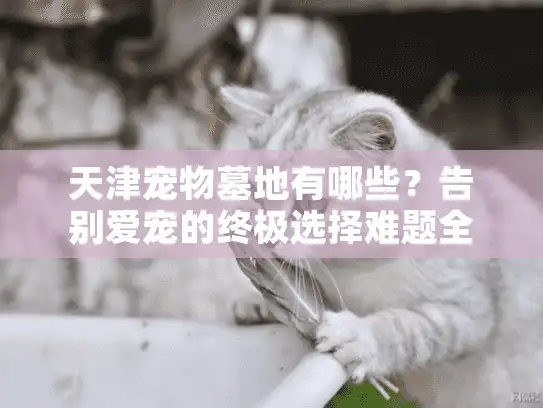 天津宠物墓地有哪些？告别爱宠的终极选择难题全解