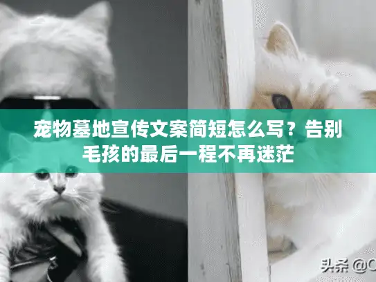 宠物墓地宣传文案简短怎么写？告别毛孩的最后一程不再迷茫