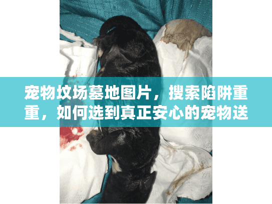 宠物坟场墓地图片，搜索陷阱重重，如何选到真正安心的宠物送别服务？