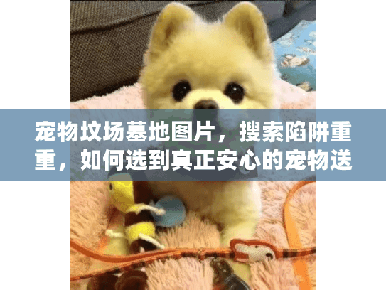 宠物坟场墓地图片，搜索陷阱重重，如何选到真正安心的宠物送别服务？