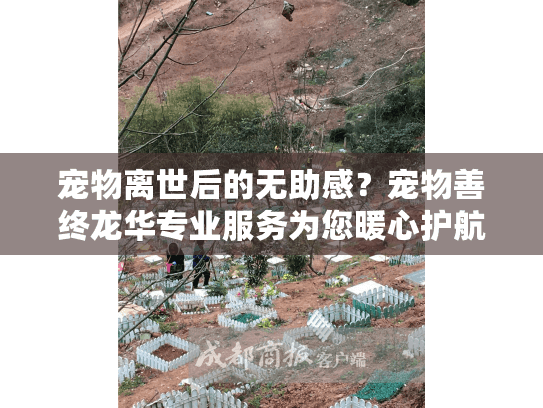 宠物离世后的无助感？宠物善终龙华专业服务为您暖心护航