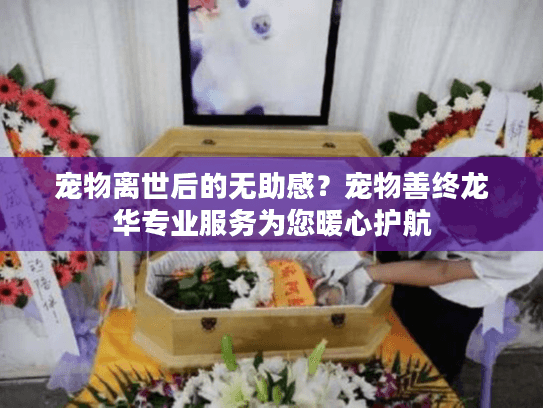 宠物离世后的无助感？宠物善终龙华专业服务为您暖心护航