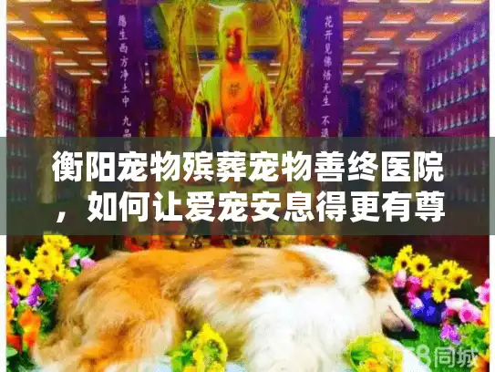 衡阳宠物殡葬宠物善终医院,如何让爱宠安息得更有尊严? 衡阳宠物殡葬宠物善终医院,如何让爱宠安息得更有尊严?