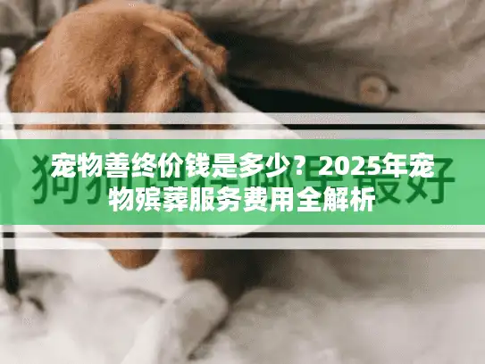 宠物善终价钱是多少？2025年宠物殡葬服务费用全解析