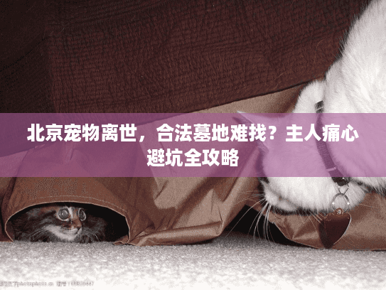 北京宠物离世，合法墓地难找？主人痛心避坑全攻略