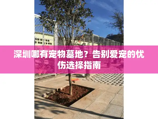深圳哪有宠物墓地？告别爱宠的忧伤选择指南