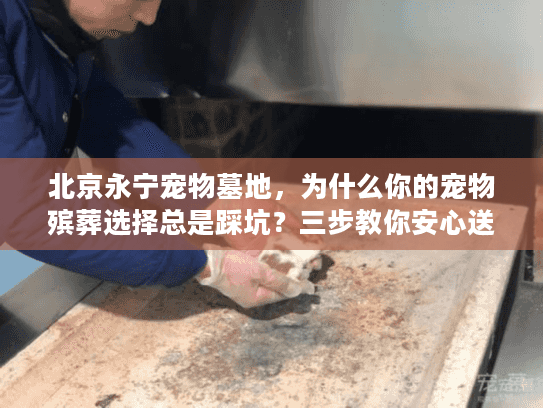 北京永宁宠物墓地，为什么你的宠物殡葬选择总是踩坑？三步教你安心送别