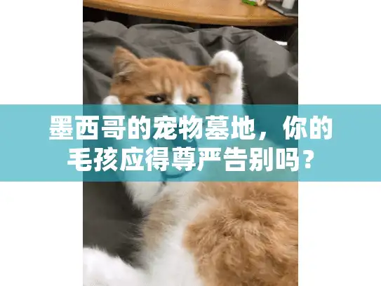 墨西哥的宠物墓地,你的毛孩应得尊严告别吗? 墨西哥的宠物墓地,你的毛孩应得尊严告别吗?