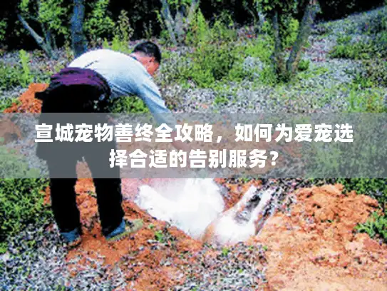 宣城宠物善终全攻略，如何为爱宠选择合适的告别服务？