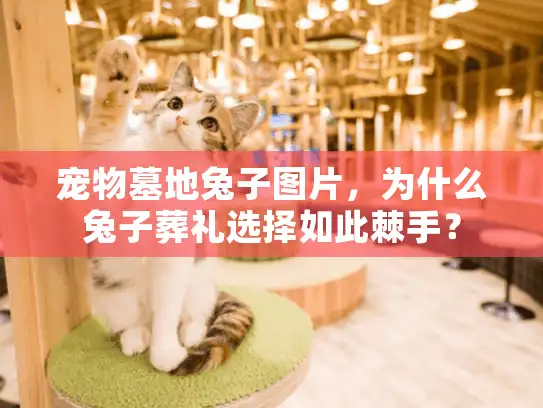 宠物墓地兔子图片，为什么兔子葬礼选择如此棘手？