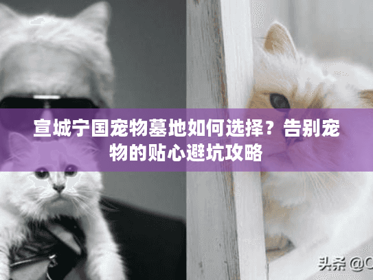 宣城宁国宠物墓地如何选择？告别宠物的贴心避坑攻略