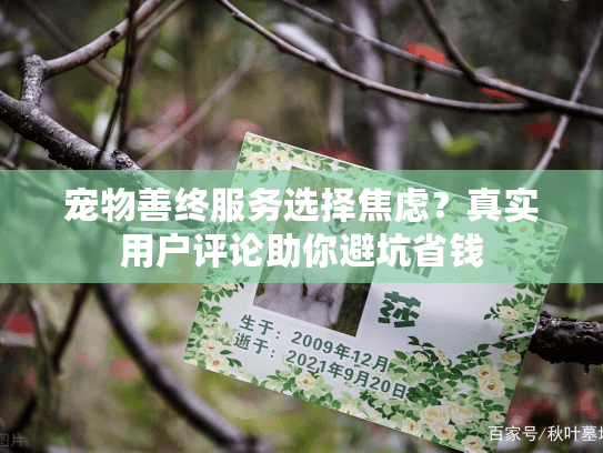 宠物善终服务选择焦虑？真实用户评论助你避坑省钱